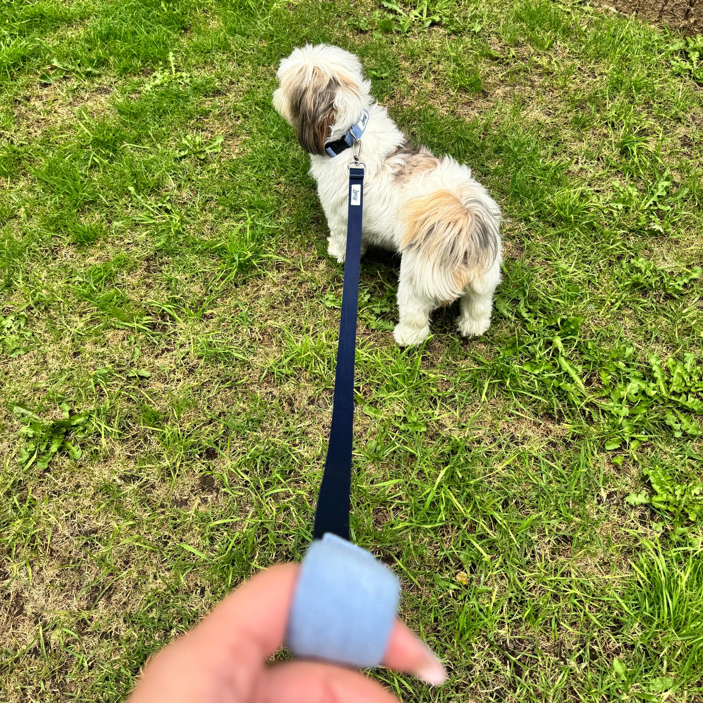 Lazo Azul Sereno