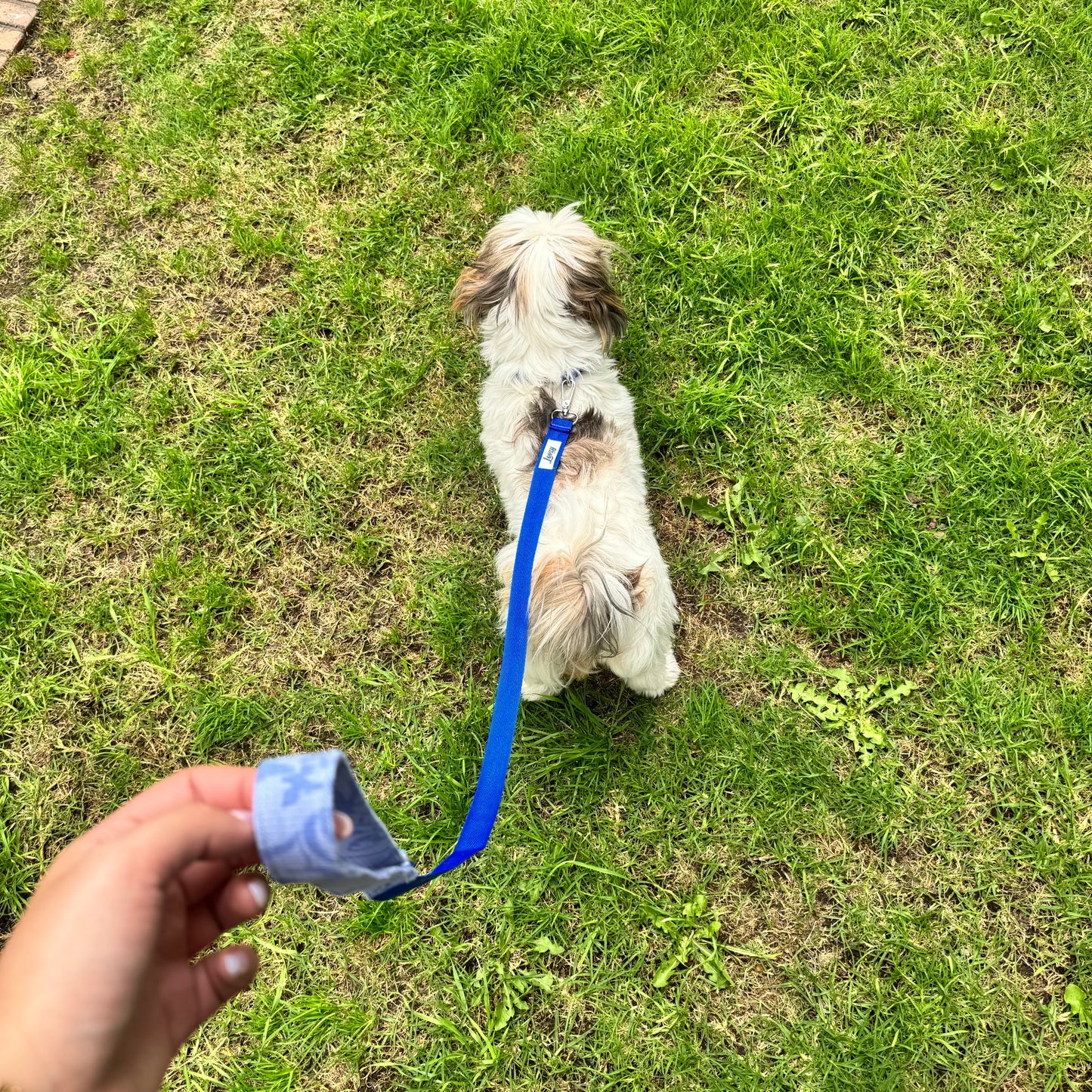 Lazo Paseo Floral