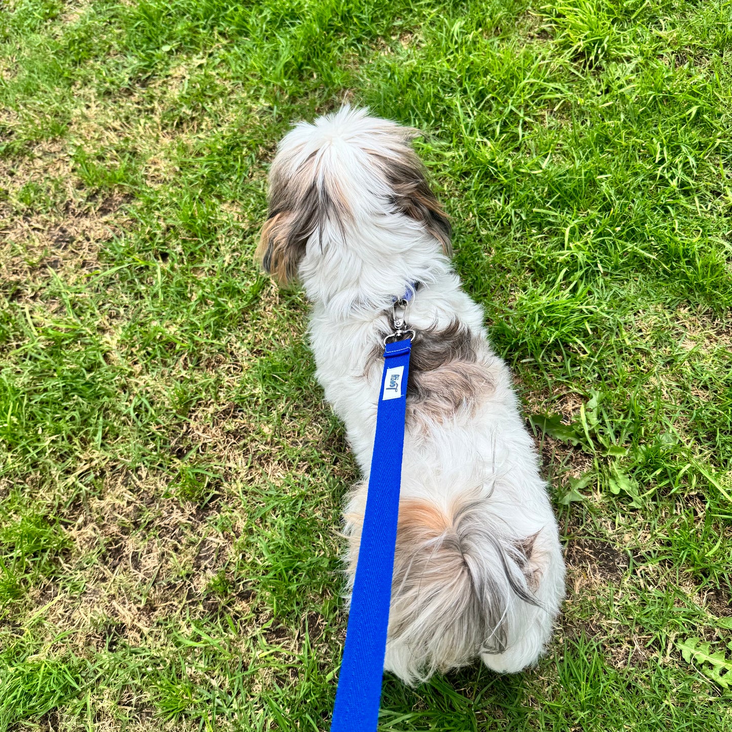 Lazo Paseo Floral