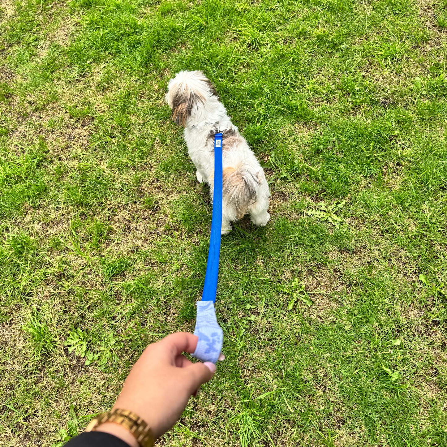 Lazo Paseo Floral