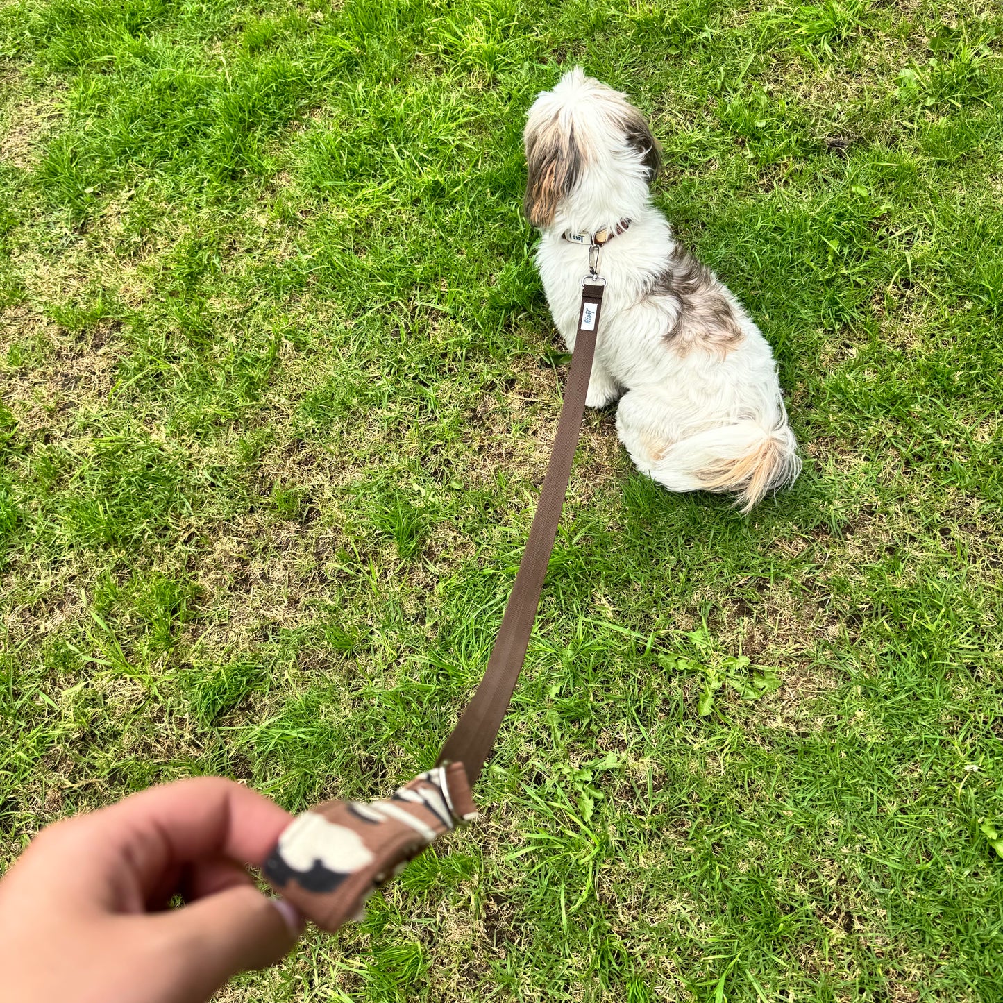 Lazo Salvaje y Sofisticado